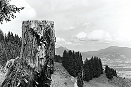 Bernhard Saalfeld - Todholz